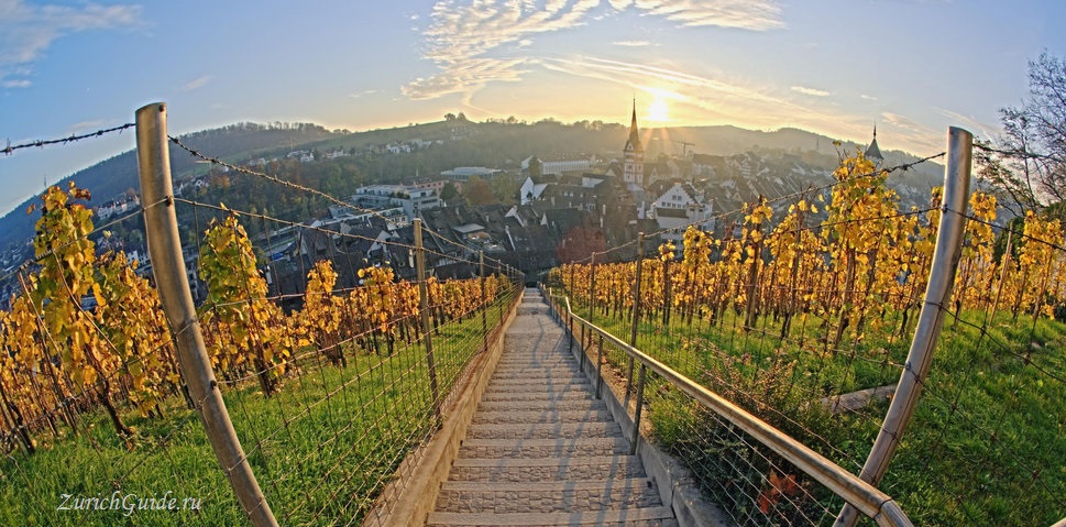 Schaffhausen vineyards Вина Швейцарии - какие вины делают в разных регионах Швейцарии, самые известные и лучшие вина Швейцарии, какое швейцарское попробовать.