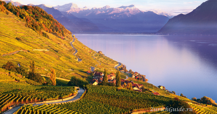 Lavaux vineyards Switzerland Lake Geneva -террасные виноградники Лаво (Lavaux)