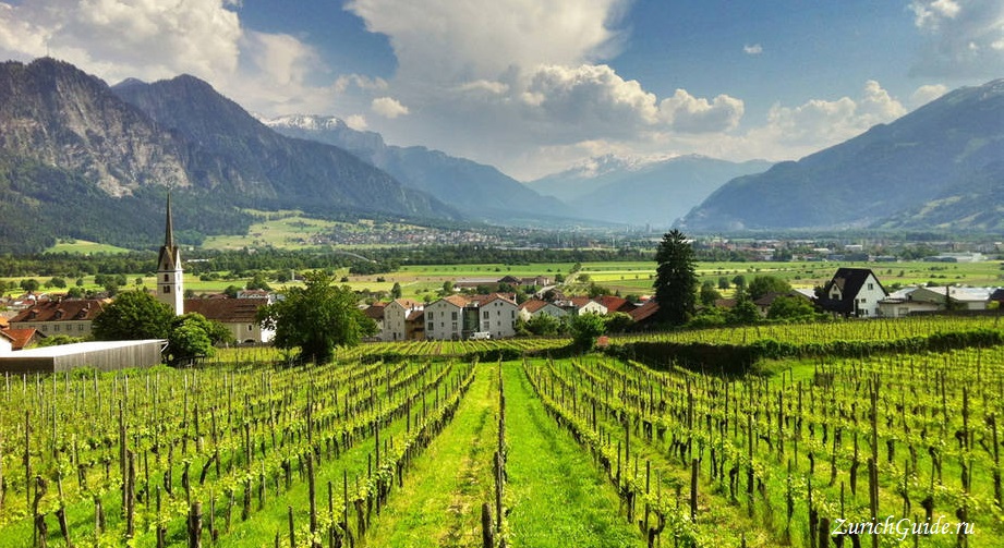 Graubunden-vineyards Вина Швейцарии - какие вины делают в разных регионах Швейцарии, самые известные и лучшие вина Швейцарии, какое швейцарское попробовать.